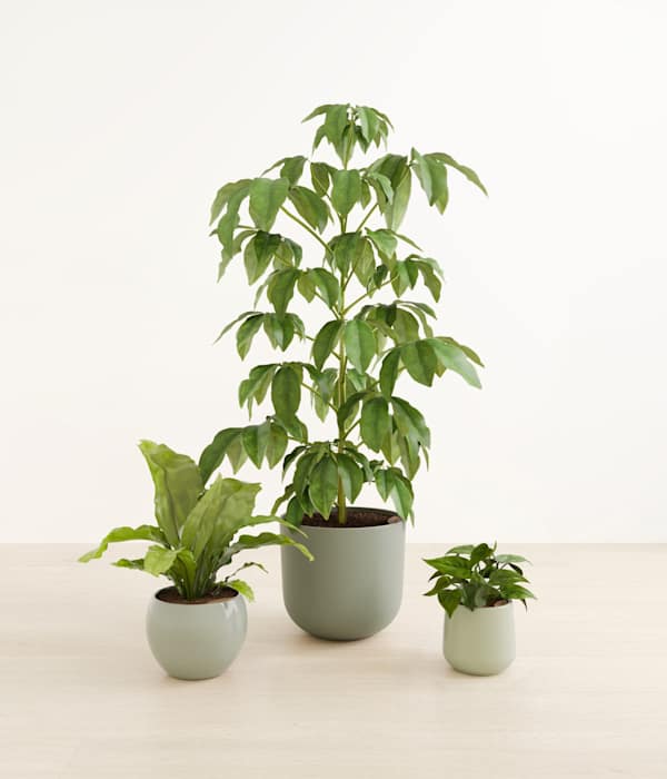 Summer Symphony Plant Trio - Earthy
