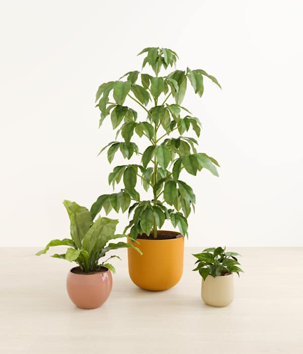 Summer Symphony Plant Trio