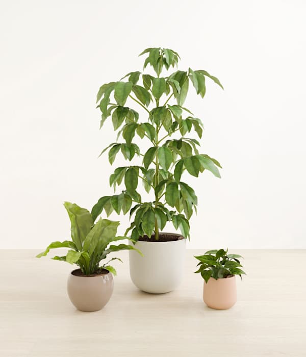 Summer Symphony Plant Trio - Sandy