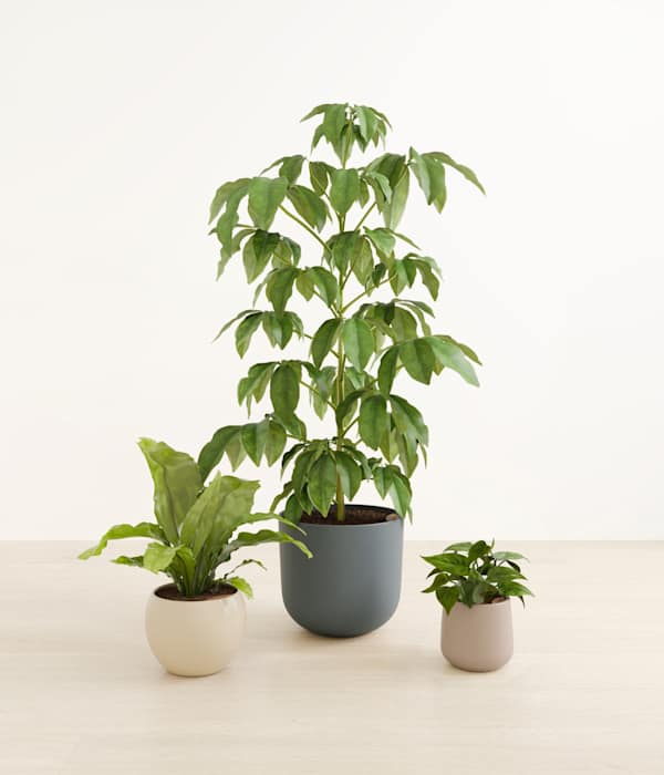 Summer Symphony Plant Trio - Summer Mist