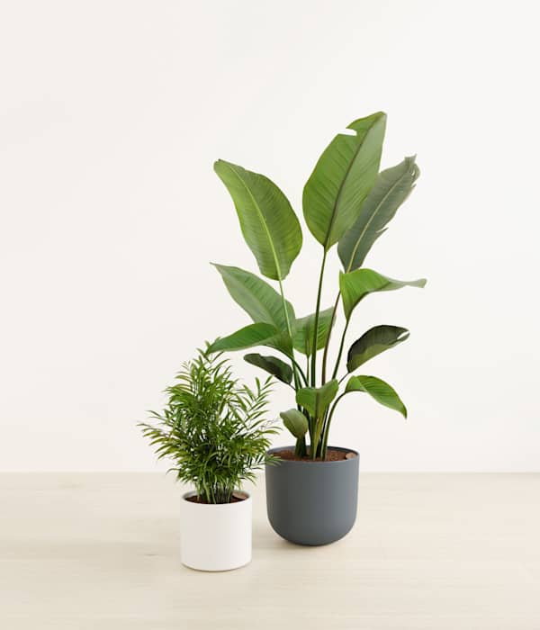 Dazzling Plant Duo - Aloe Vera