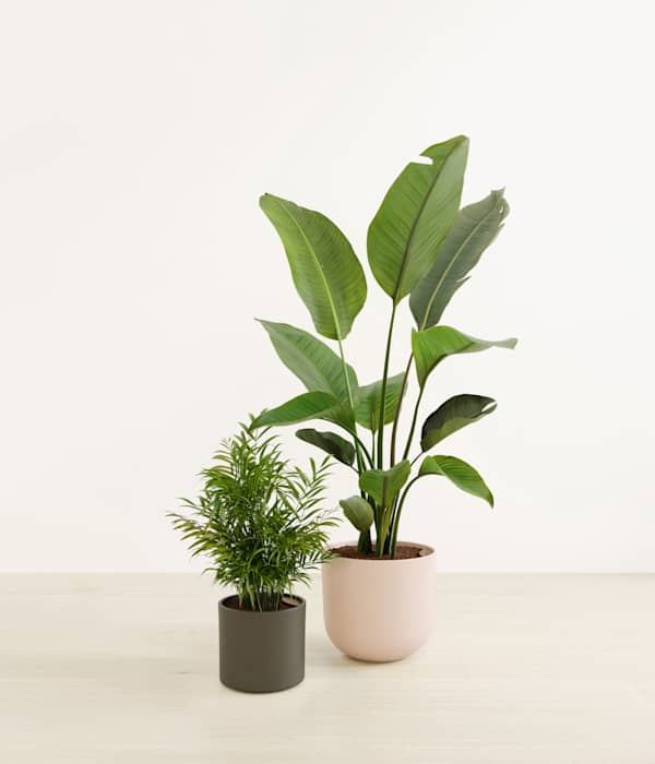 Dazzling Plant Duo - Olive Branch