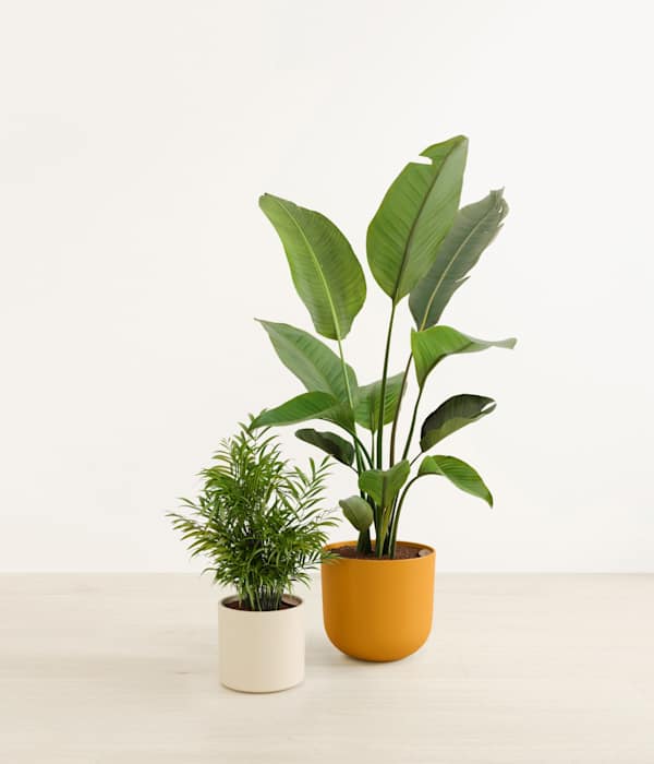 Dazzling Plant Duo - Tiger Lily