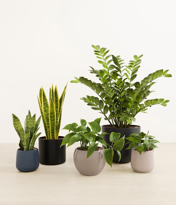 The Enlightened Oasis Low Light Plant Bundle - Charcoal