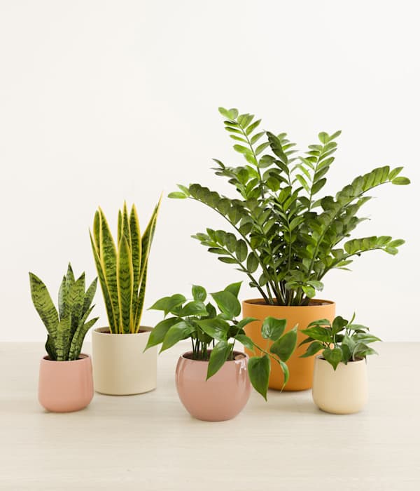 The Enlightened Oasis Low Light Plant Bundle - Evening Sky