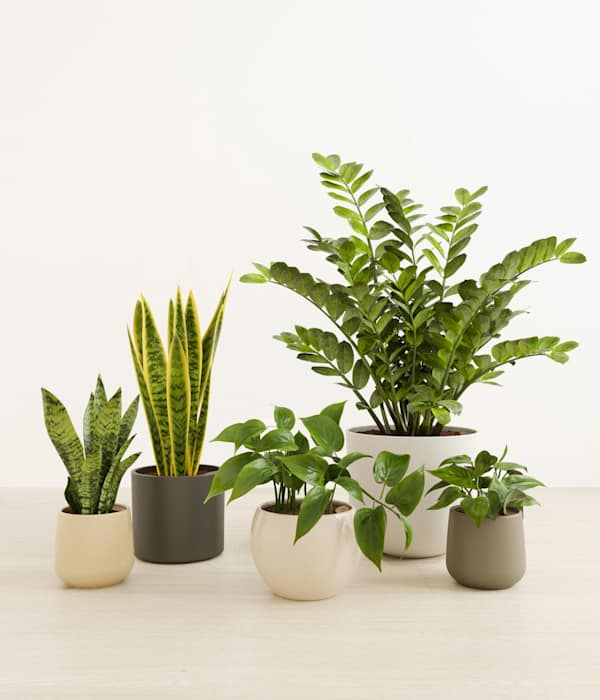 The Enlightened Oasis Low Light Plant Bundle - Woodland