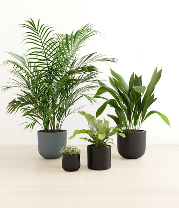 The Gentle Guardians Plants Collection - Charcoal