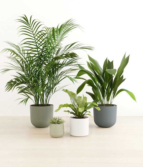 The Gentle Guardians Plants Collection - Earthy