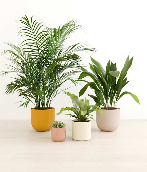 The Gentle Guardians Plants Collection - Evening Sky