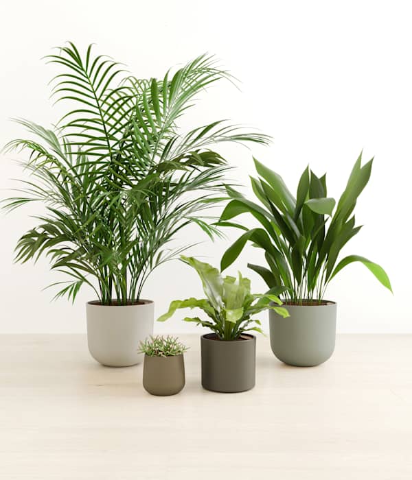 The Gentle Guardians Plants Collection