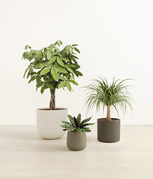 The Luscious Trinity Pet Friendly Plant Bundle - Woodland