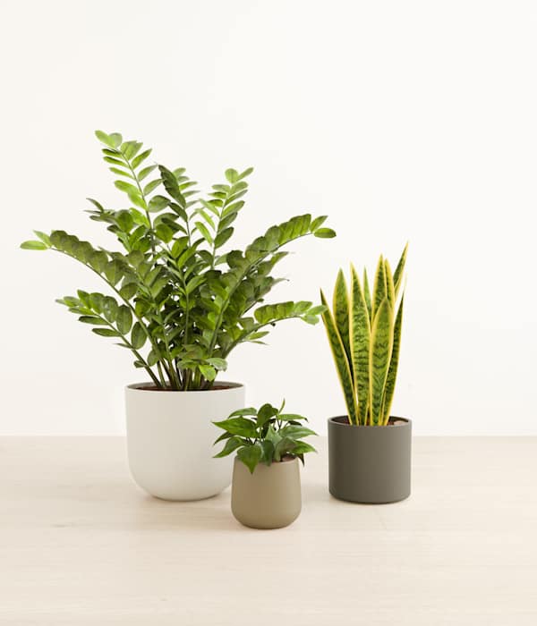 The Radiant Trinity Indoor Plant Set - Woodland