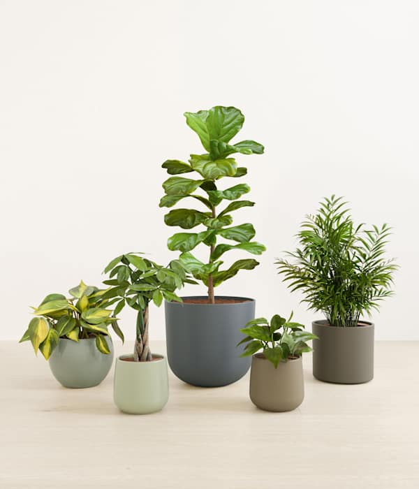 Favorable Five Plant Bundle