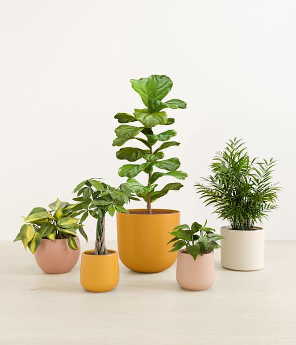 Favorable Five Plant Bundle - Evening Sky