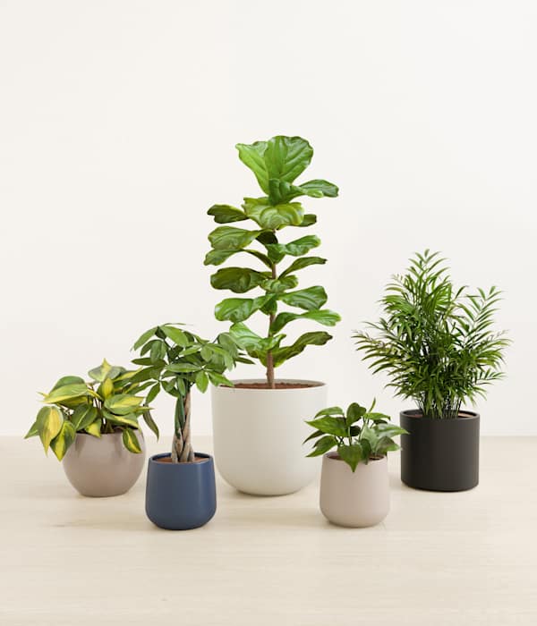 Favorable Five Plant Bundle - Mountain Top