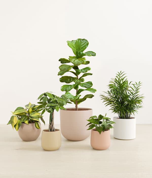 Favorable Five Plant Bundle - Sandy