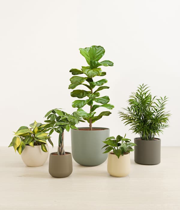 Favorable Five Plant Bundle - Woodland