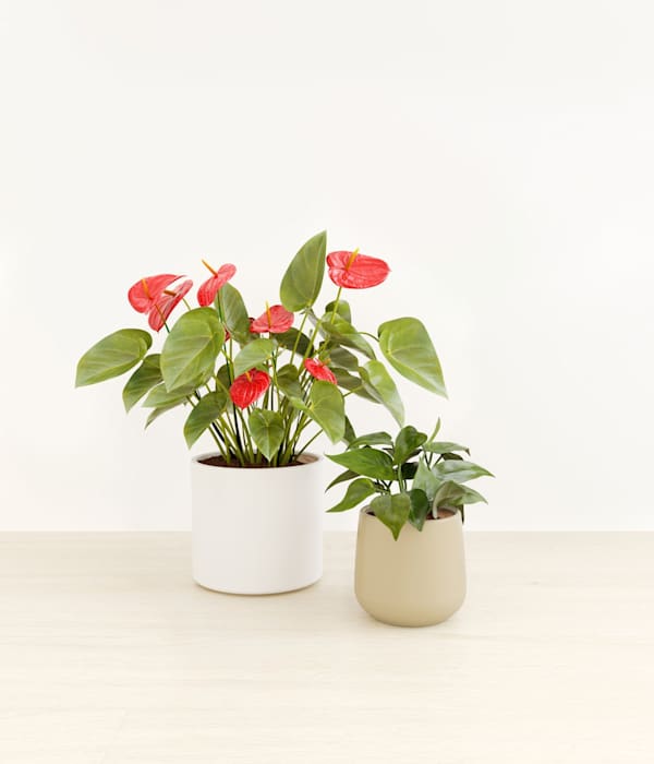 The Heartfelt Harmony Collection