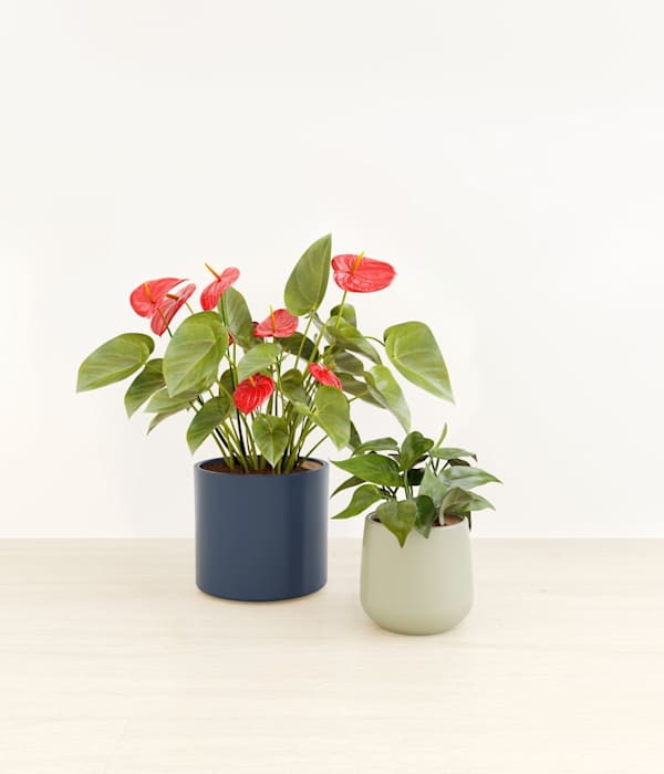 The Heartfelt Harmony Collection - Coastal Breeze