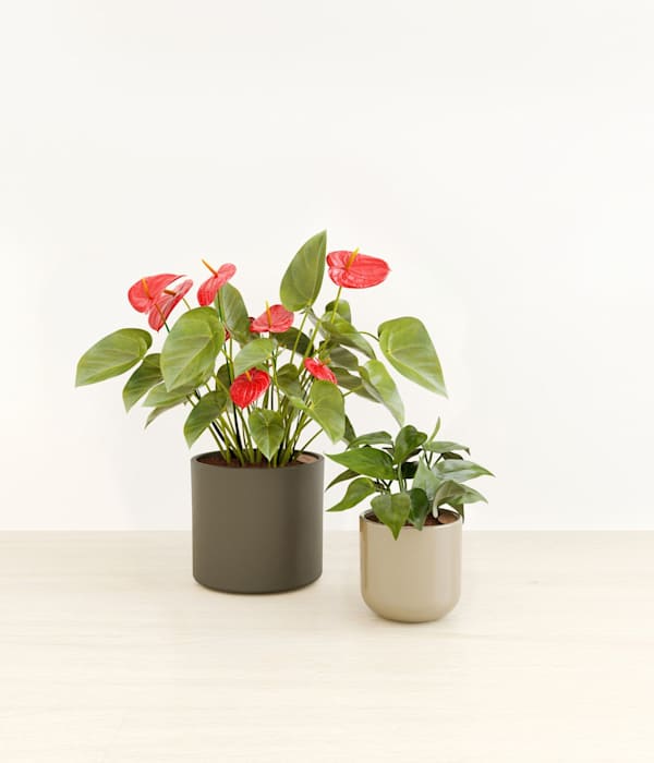 The Heartfelt Harmony Collection - Forest Moss