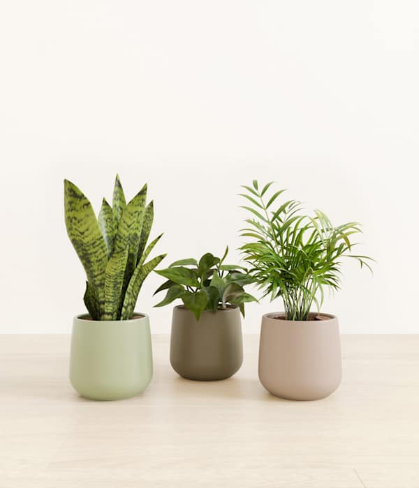 Emerald Trinity Trio of Tropical Plants - Earthy