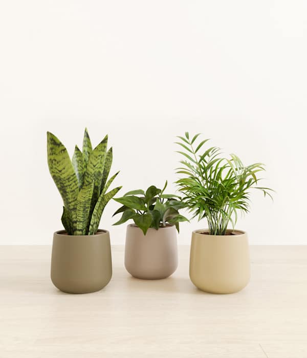 Emerald Trinity Trio of Tropical Plants - Woodland