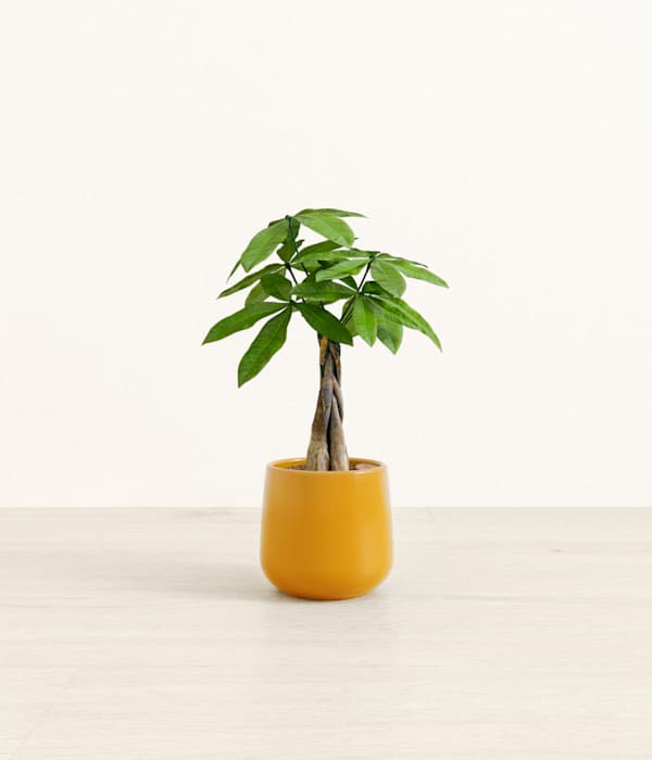 Money Tree - Mustard