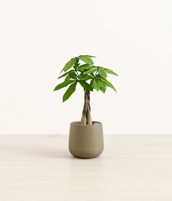 Money Tree - Olive