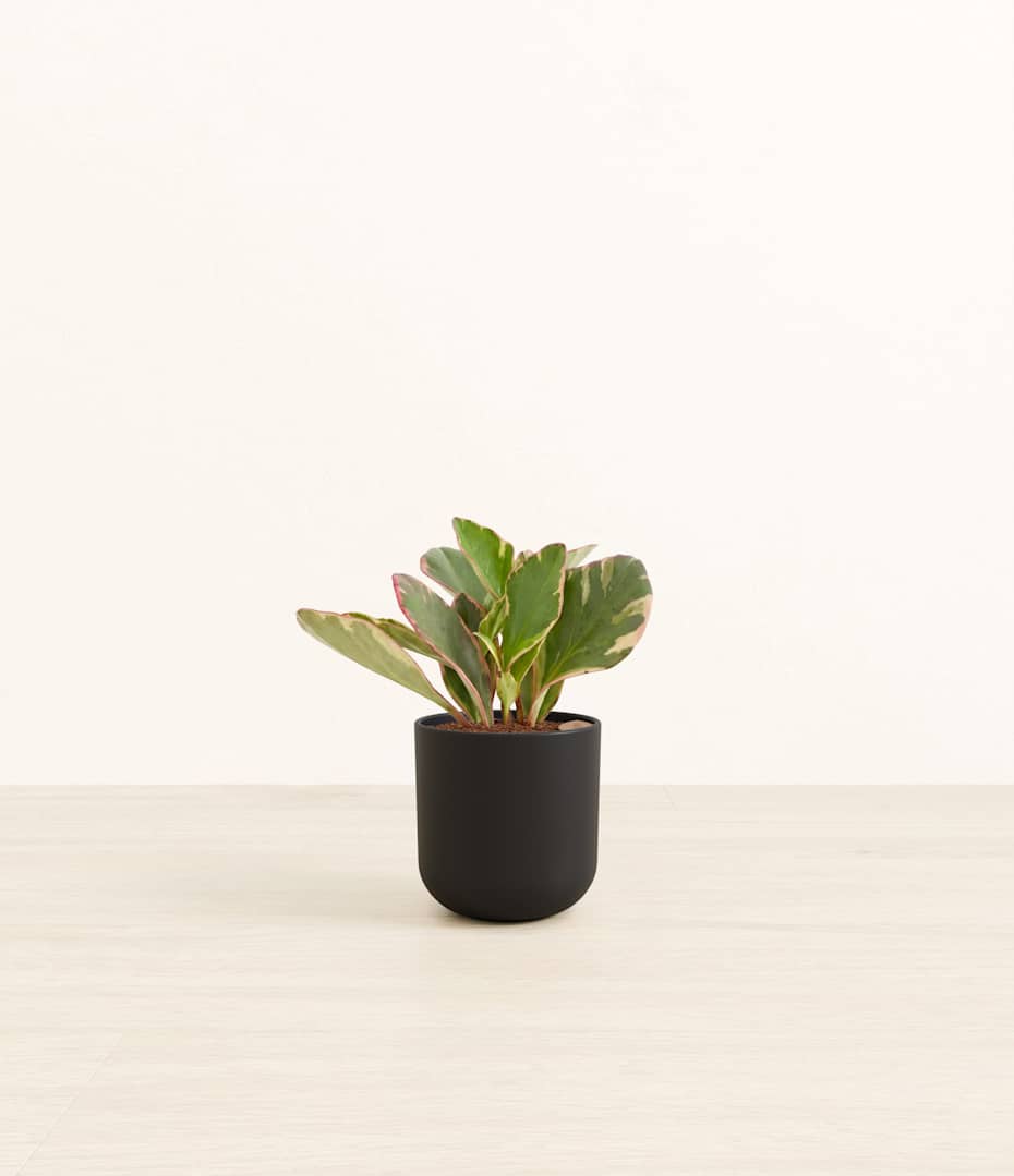 How to Care for Peperomia Ginny | easyplant