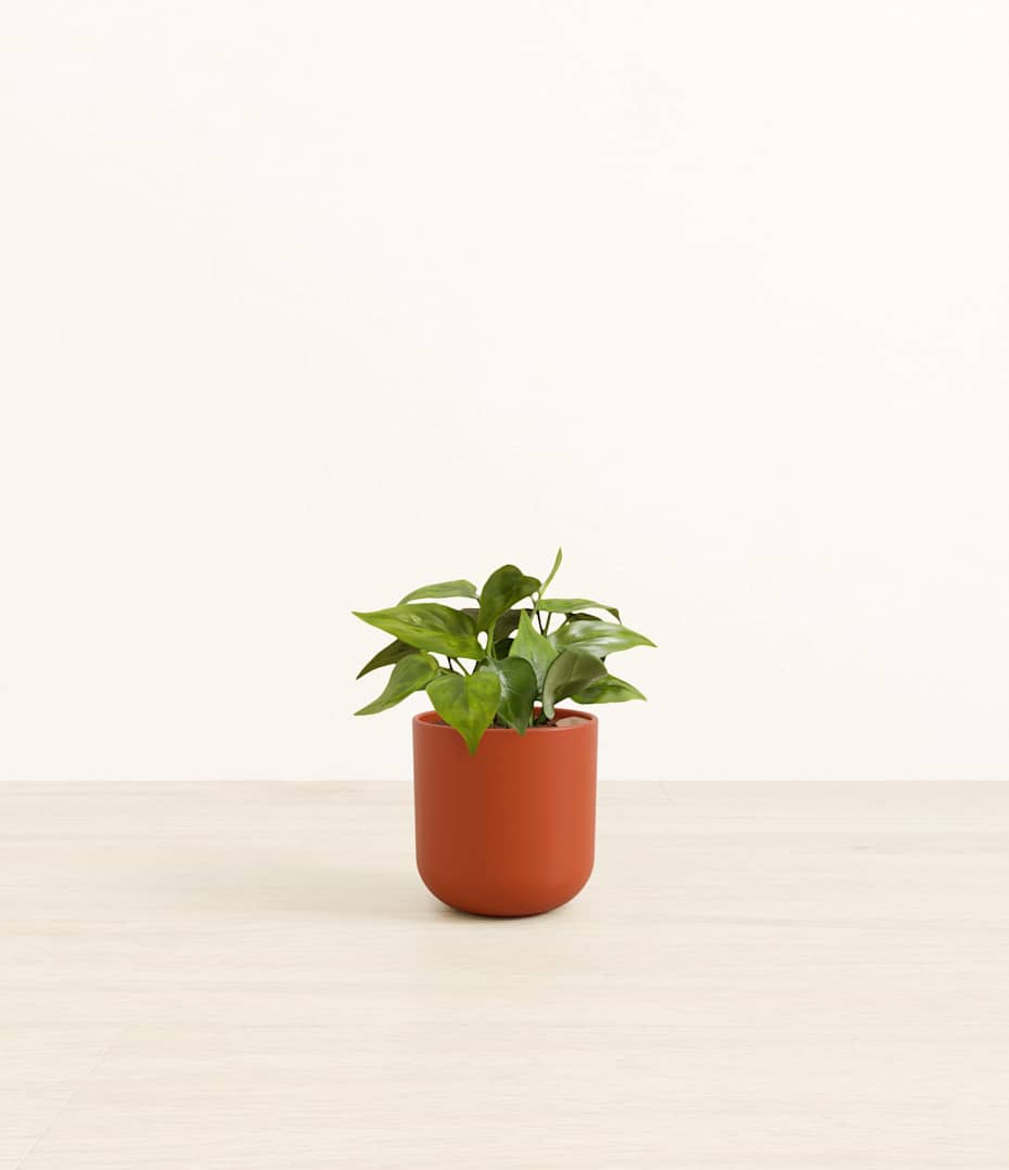 white bird of paradise indoor plant Bird of Paradise - White main image 1
