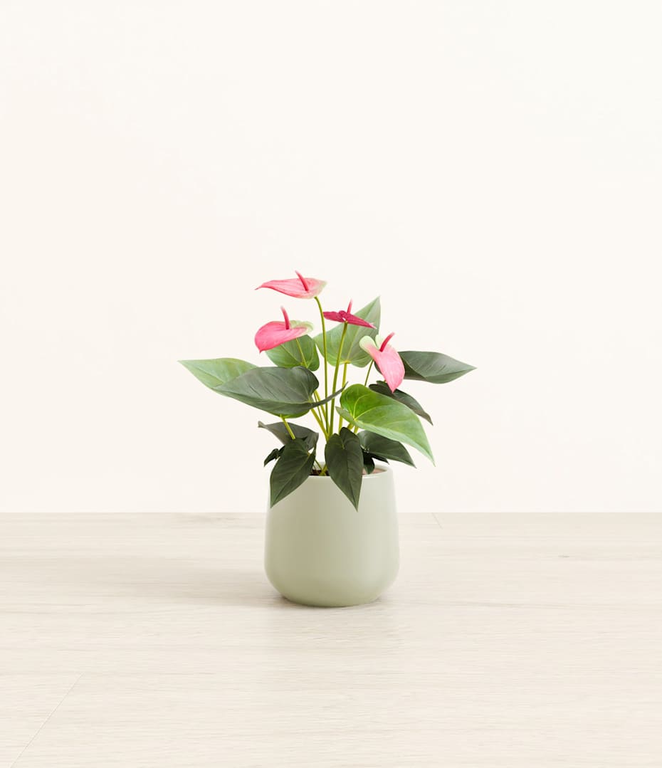 How to Care for Anthurium Plants | easyplant