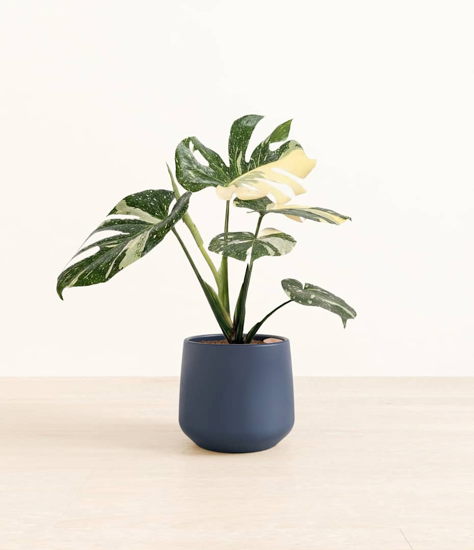 snake plants outdoors Snake Plant in Pot