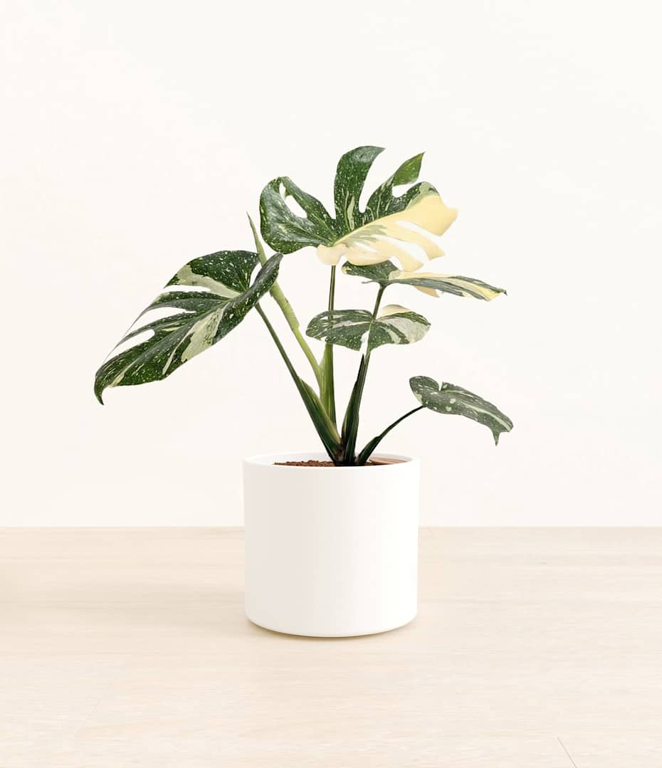 How to Care for Monstera Deliciosa | easyplant