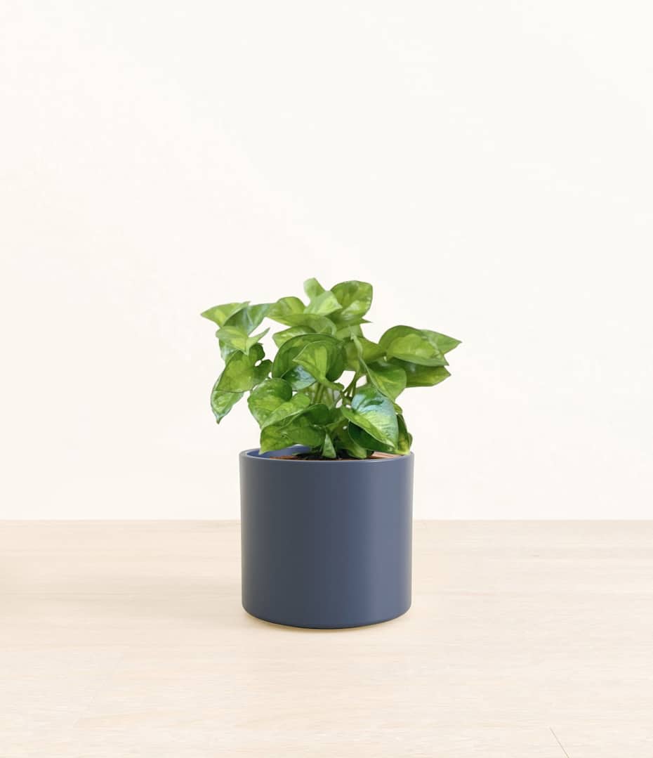 How to Care for Pothos Global Green | easyplant