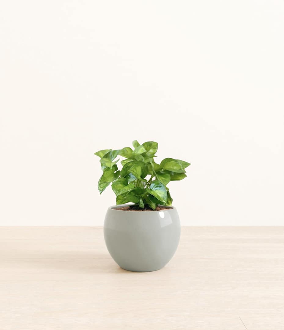 How to Care for Pothos Global Green | easyplant