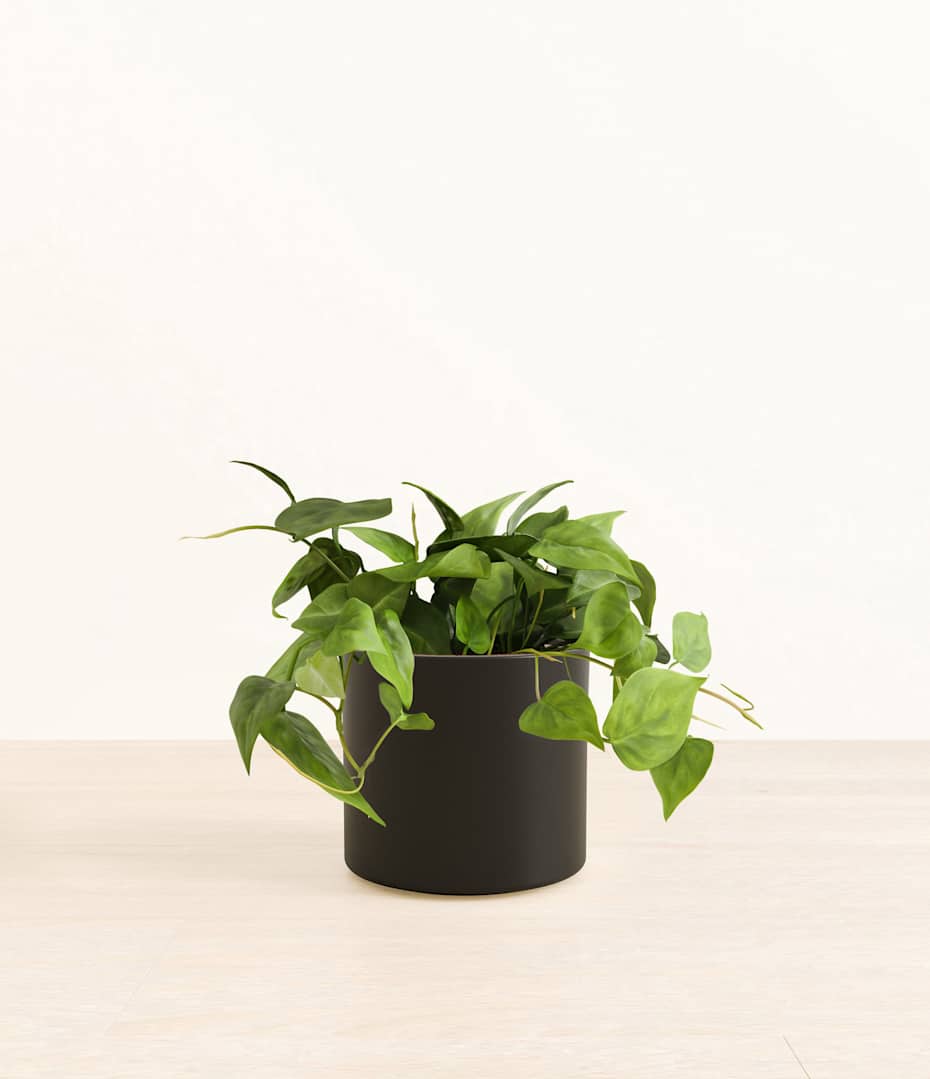 How to Care for Heart Leaf Philodendron Plant | easyplant