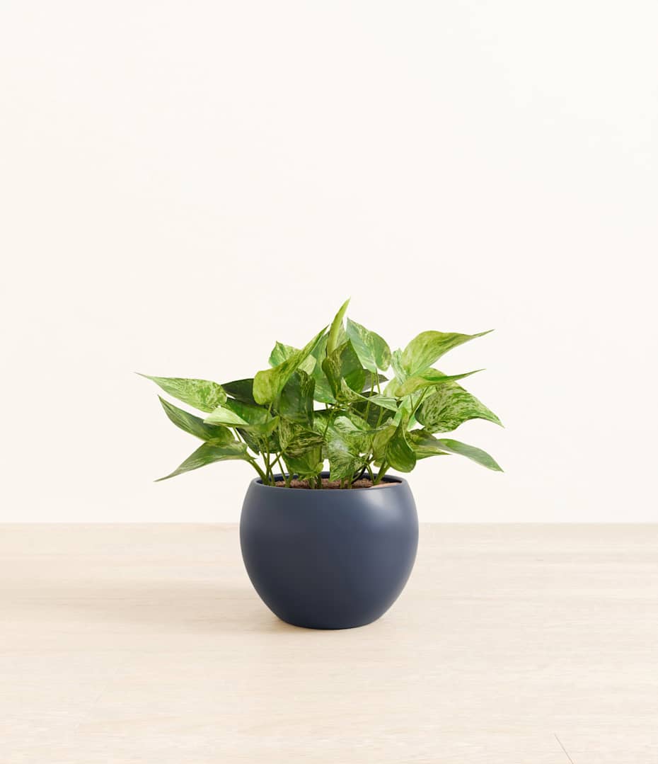wholesale succulent pots Succulent Gardens in 1 gallon nursery containers