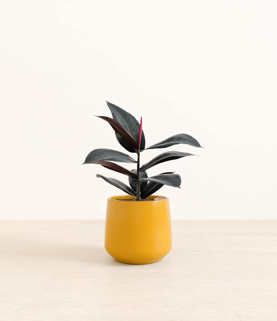 snake plant watering zone Snake Plant Laurentii with Planter - Large (22-24