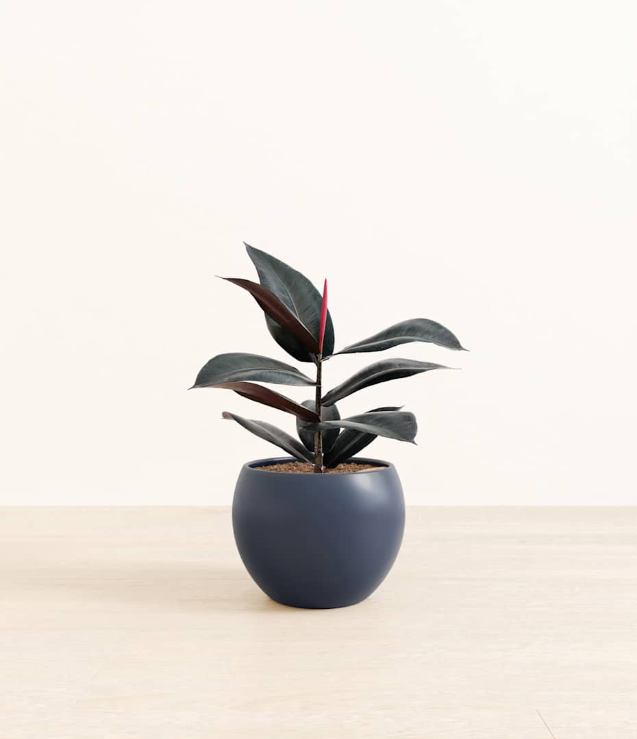 Rubber Tree Plant Care | easyplant