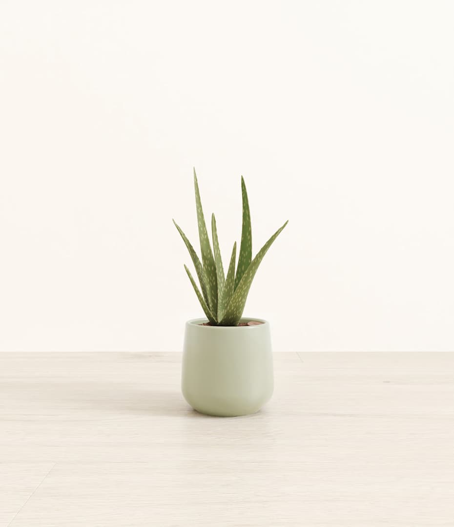 aloe vera pflege gel HELFE Aloe Vera Gel – HELFE GmbH & Co KG main image 0