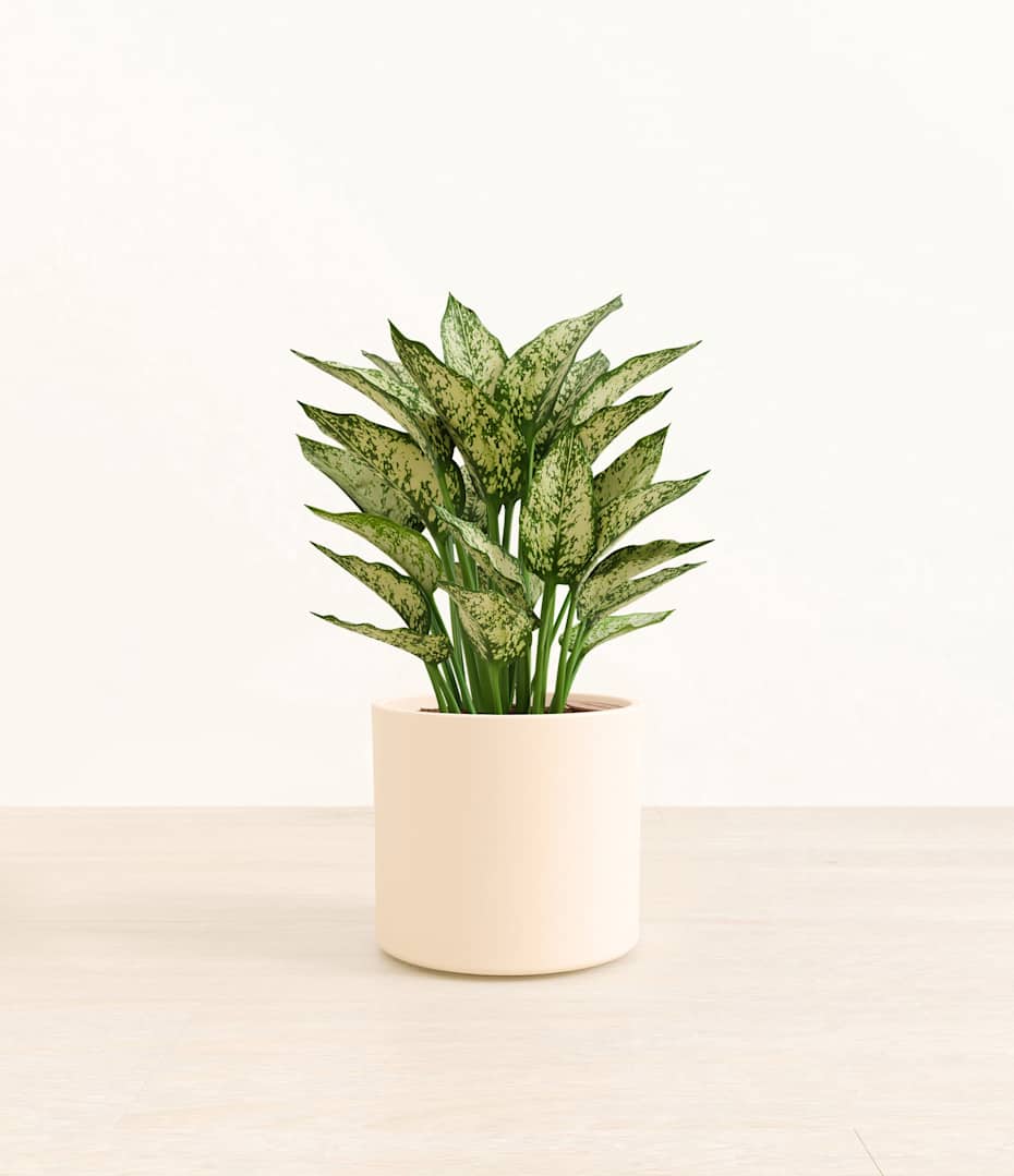5 inch pineapple plant Ananas comosus "Pineapple Plant" 5"