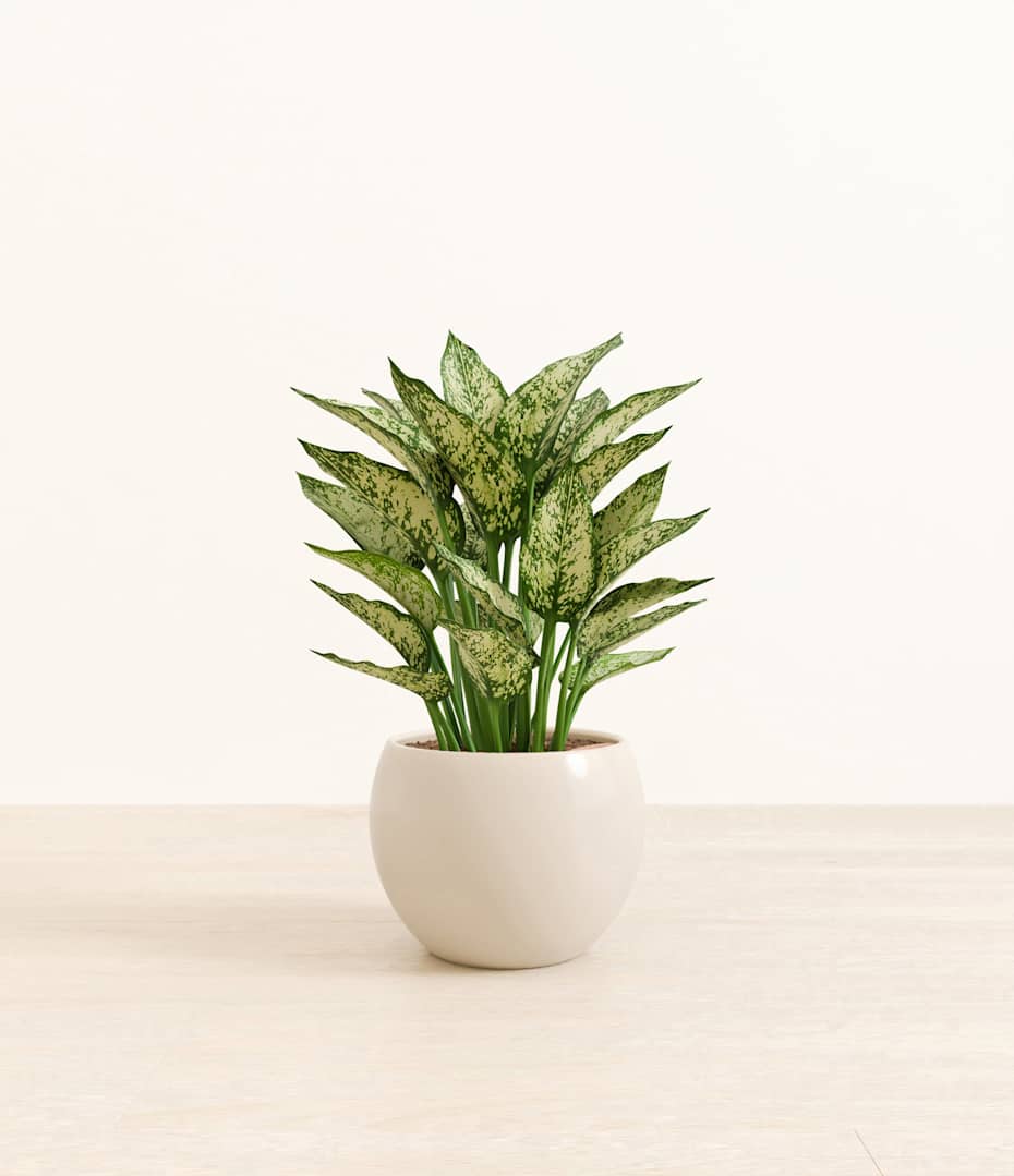 where to buy fresh aloe vera plant near me Aloe Barbadensis Plant (Aloe Barbadensis) 2.5-inch pot - Live Aloe Vera  Plant