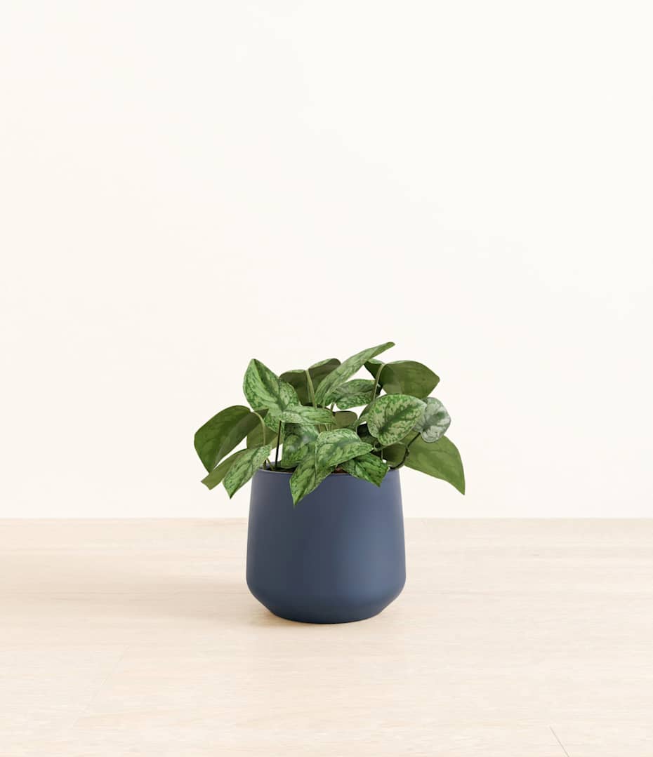 succulent plants arrangement Succulent Centerpiece Arrangement