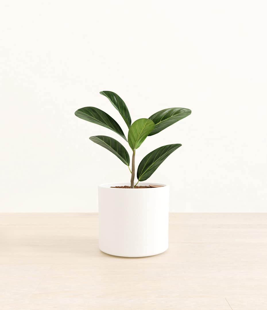 dieffenbachia compacta 25