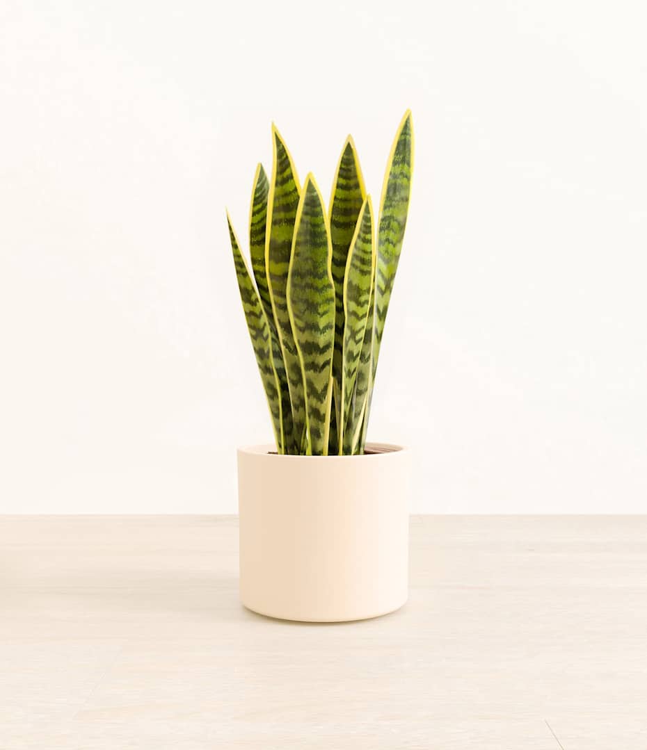 succulent vine Littles–Succulents & Cacti – Hammer + Vine main image 1