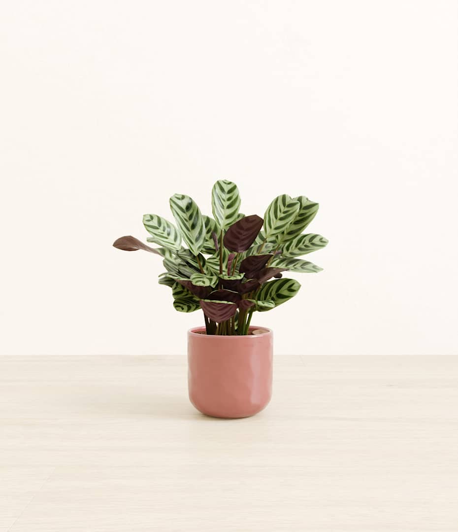 How to Care for Burle Marxii Calathea (Fishbone) | easyplant