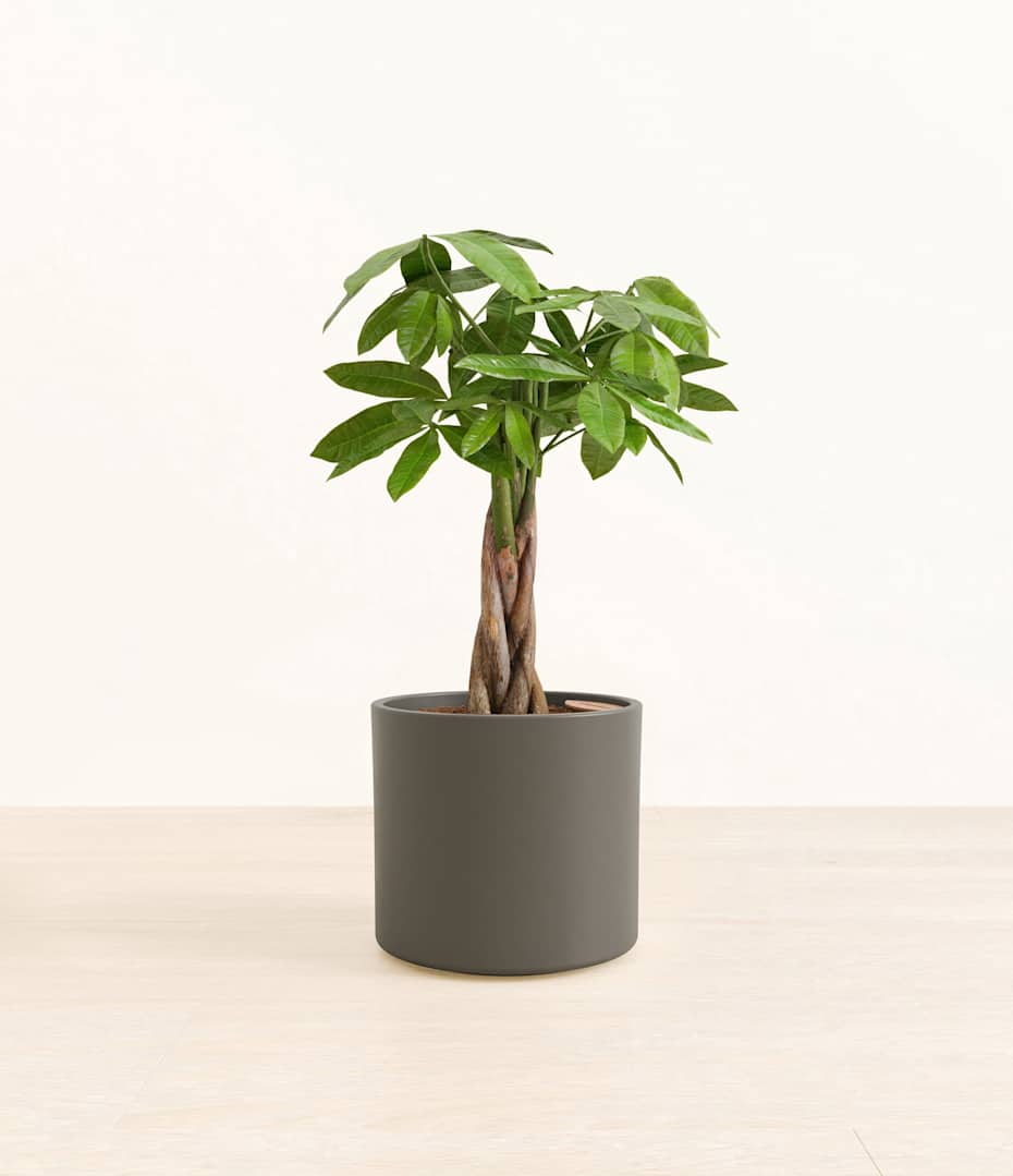 How to Care for a Money Tree Plant | easyplant
