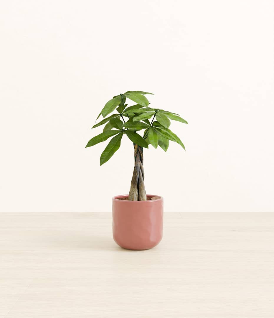 pink peace lily Giant Hybrid Lily Pink Brilliant