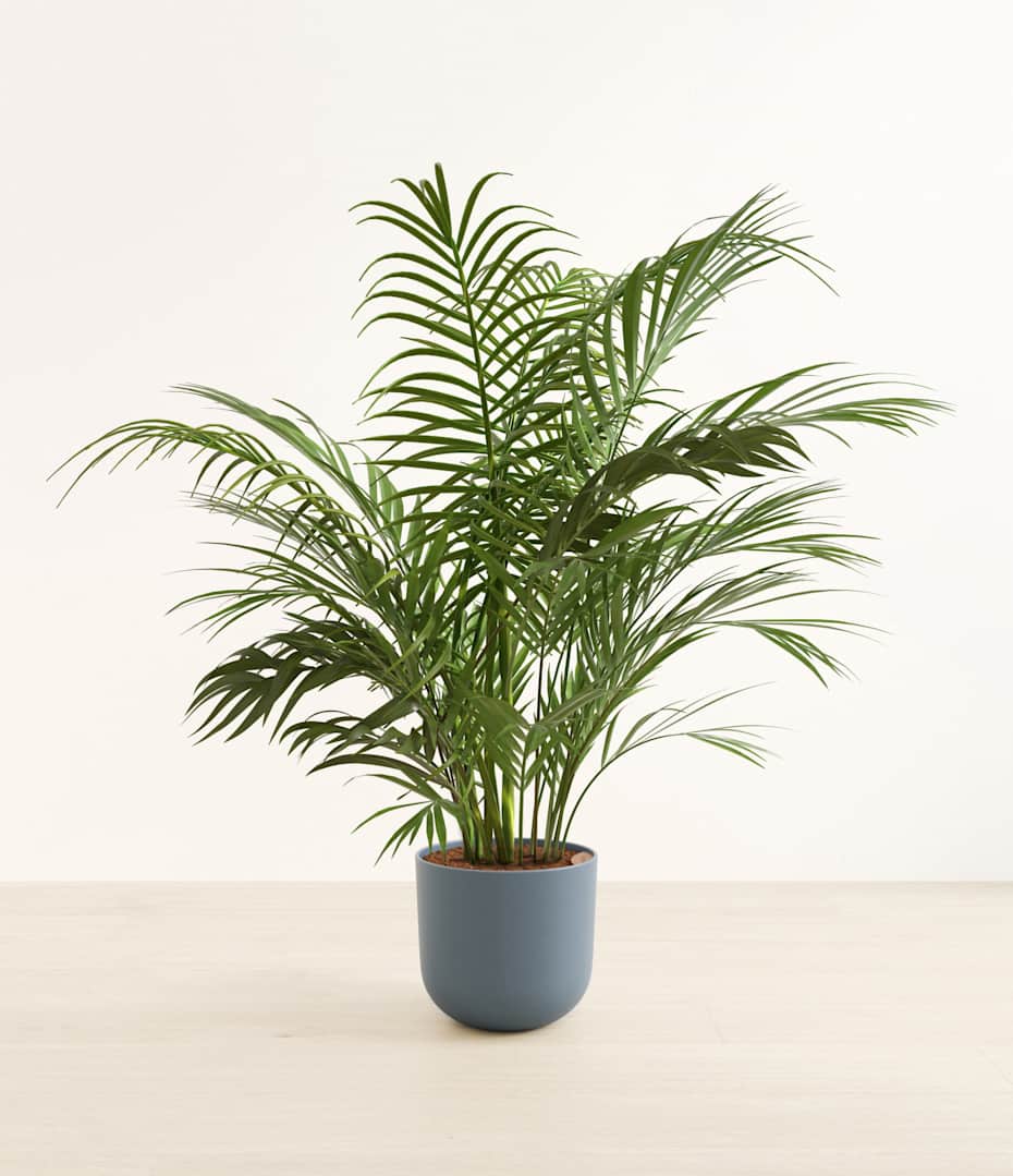 How to Care for Areca Palm | easyplant