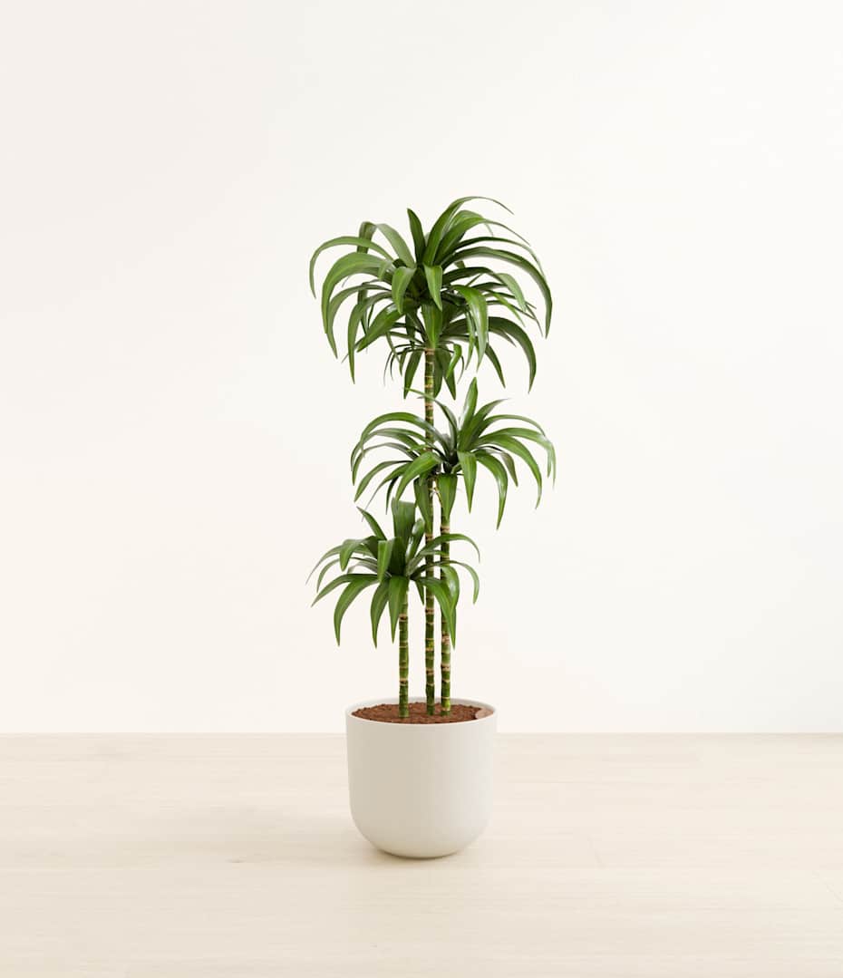 How to Care for Dracaena Janet Craig Plant | easyplant
